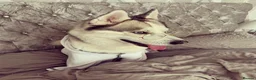 Siberian Husky dogs for stud: Proven Siberian Husky Stud - Advert 3
