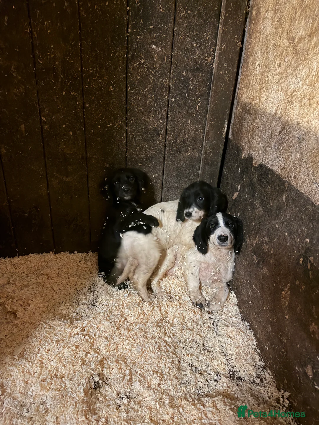 Sprocker dogs for sale: Spraker puppies for sale - Advert 7