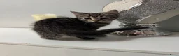 Mixed Breed cats for sale: Kitten female tabby - Advert 8