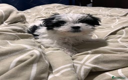 Morkie dogs for sale: Adorable Morkie Girl Puppy! - Image 3