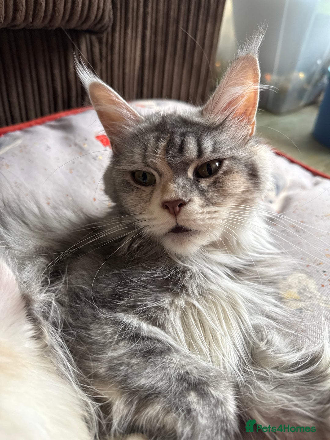 Maine Coon cats for sale: Superb full pedigree Maine Coon Kittens  - Advert 5