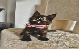 Maine Coon cats for sale: Maine coon kittens  - Image 1