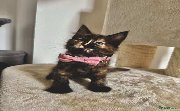 Maine Coon cats - Advert 7