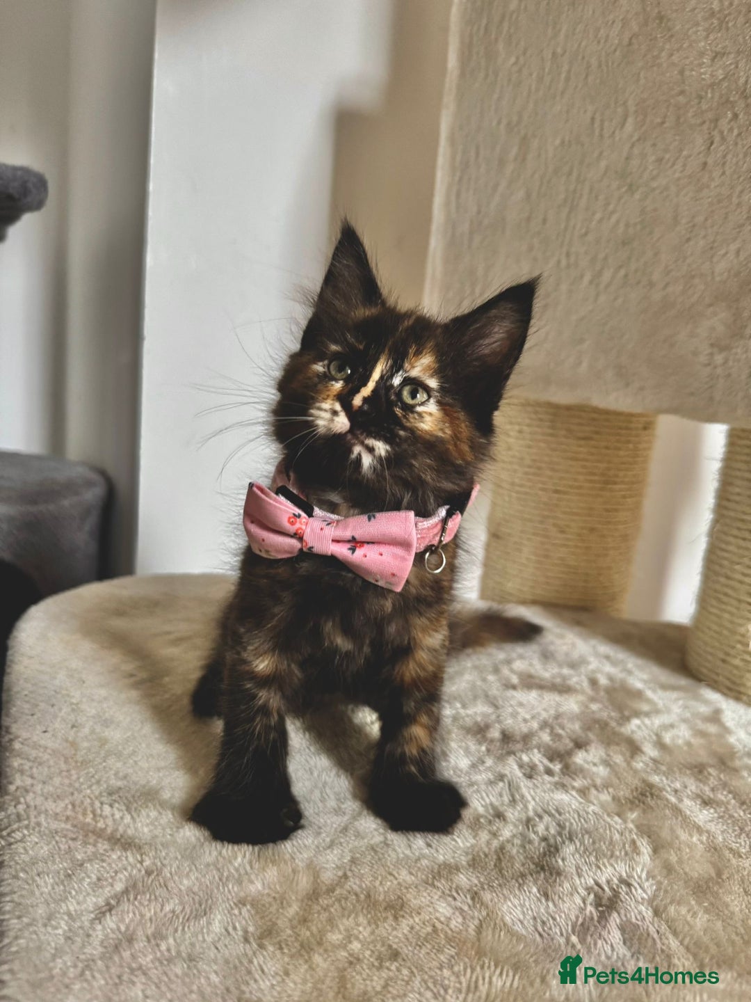 Maine Coon cats for sale: Maine coon kittens  - Image 1