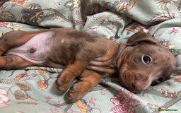 Miniature Dachshund dogs for sale: Last male miniature chocolate dapple dachshund - Image 9