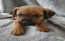 Mixed Breed dogs for sale: Beautiful mixed labrador rottweiler puppies  - Image 7