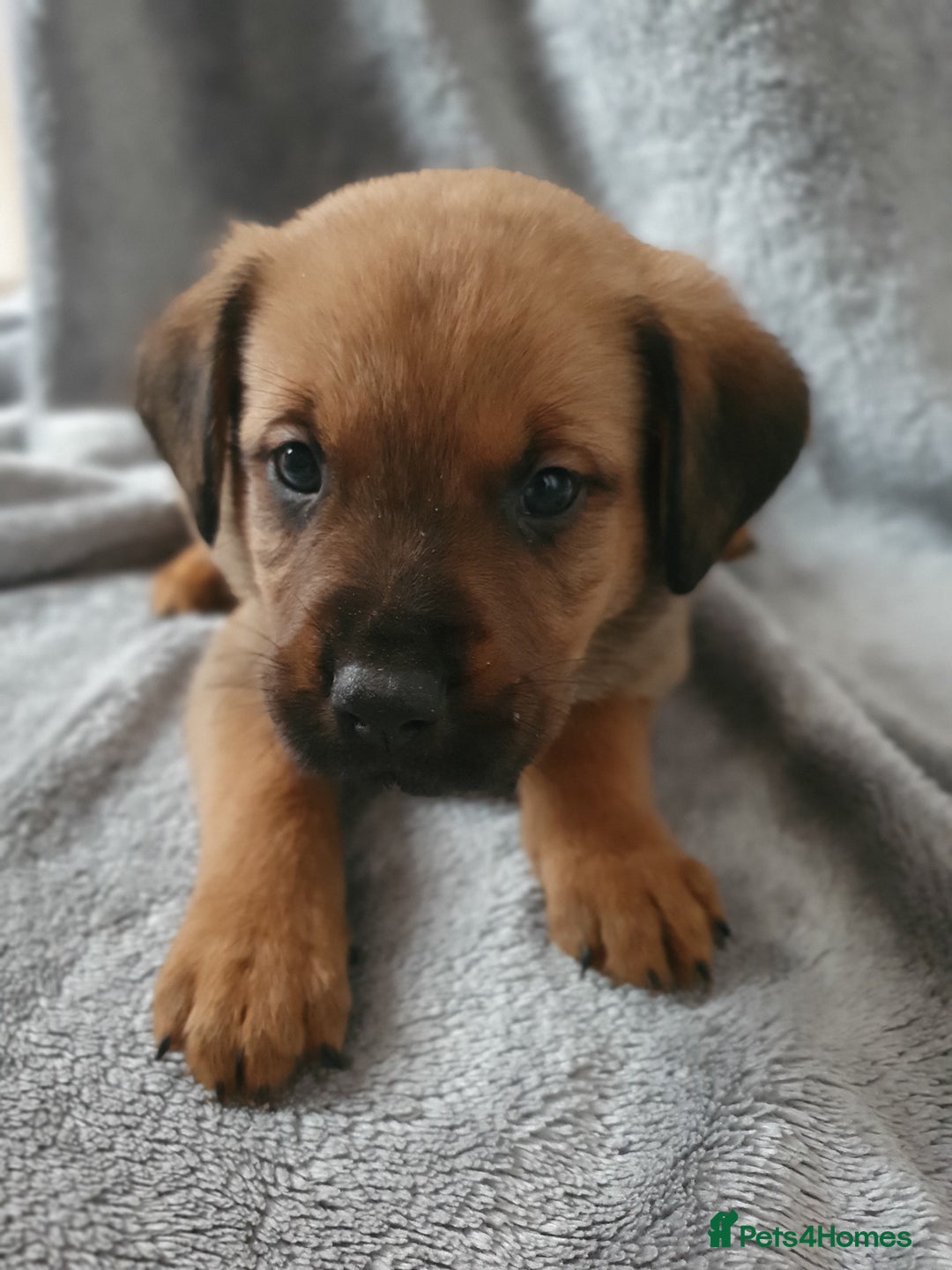 Mixed Breed dogs for sale: Beautiful mixed labrador rottweiler puppies  - Image 7