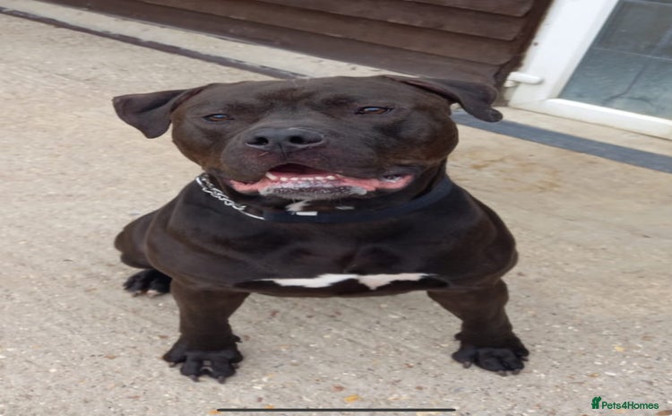 Mixed Breed dogs - Advert 5