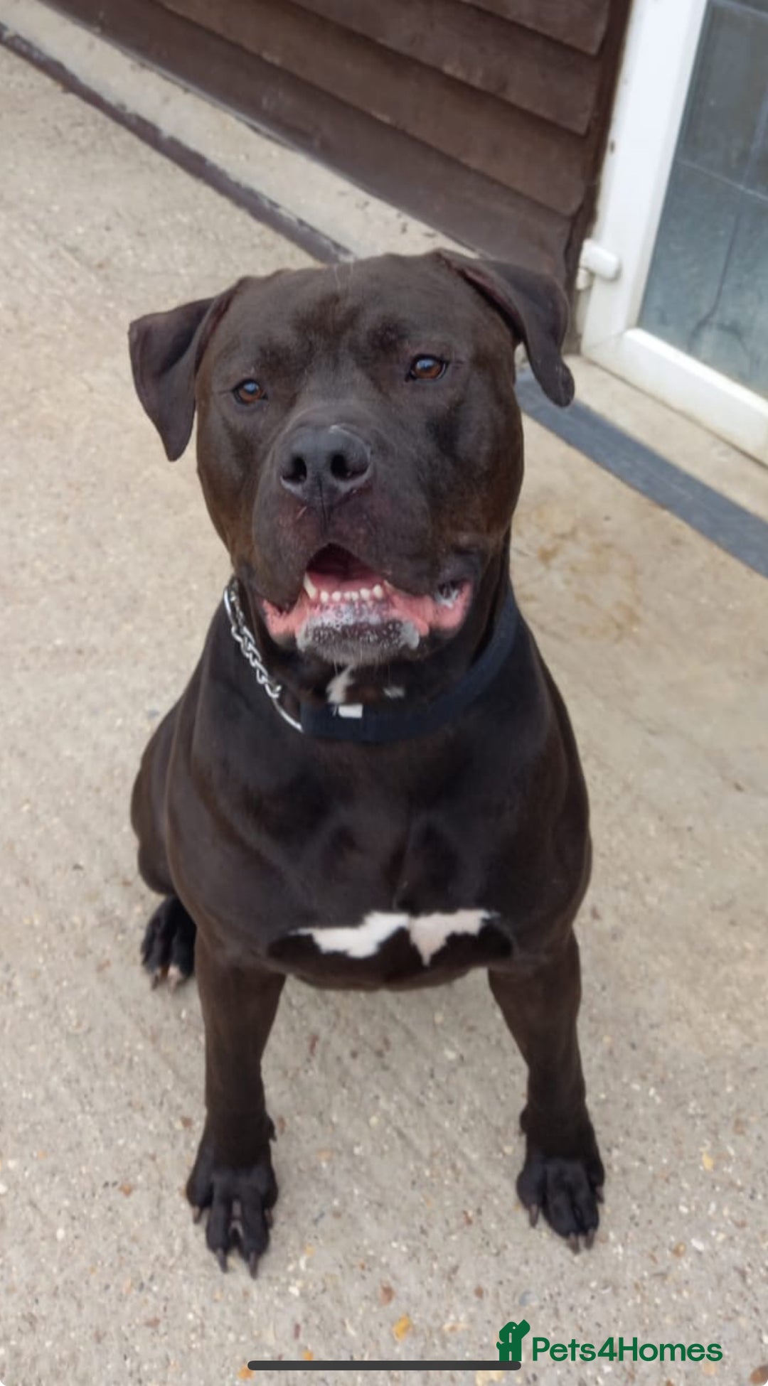 Mixed Breed dogs for sale: Diesel  - Image 1