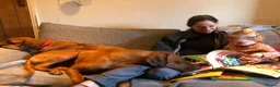 Rhodesian Ridgeback dogs for sale: Rhodesian Ridgebacks: Exceptional, 4th Generation - Advert 16