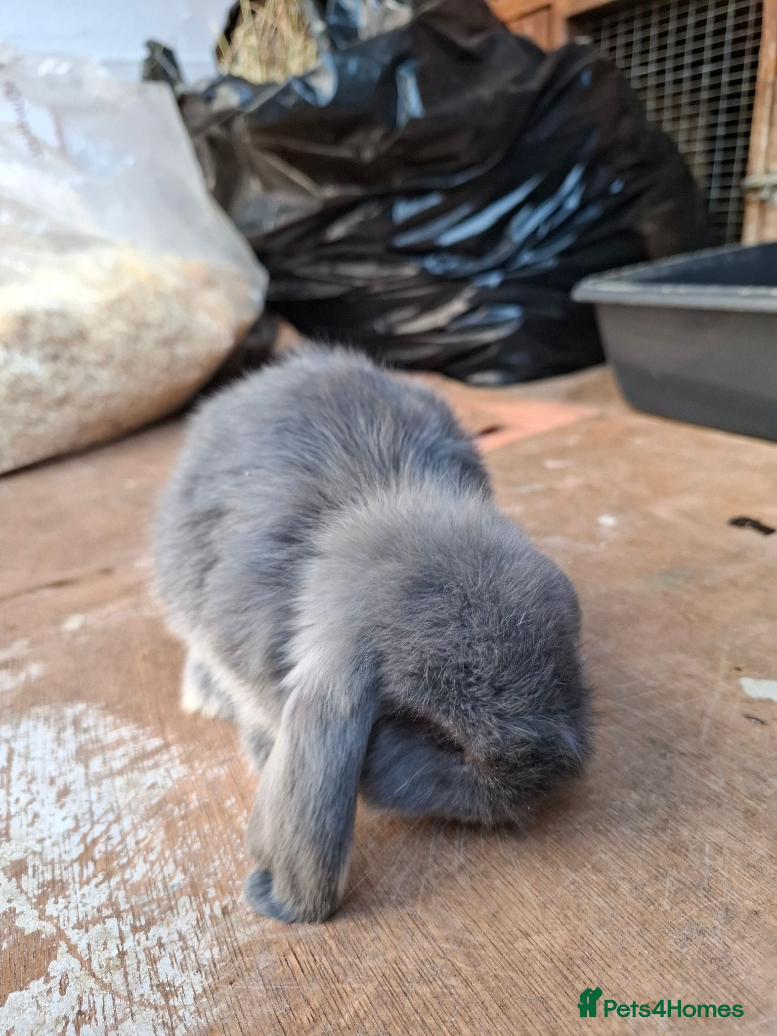 Mini Lop rabbits Beautiful Mini Lops - Advert 2