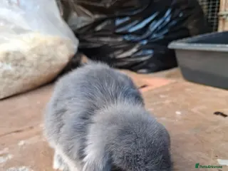 Mini Lop rabbits Beautiful Mini Lops - Advert 1