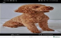 Cockapoo dogs for sale: Cockapoo  - Image 9