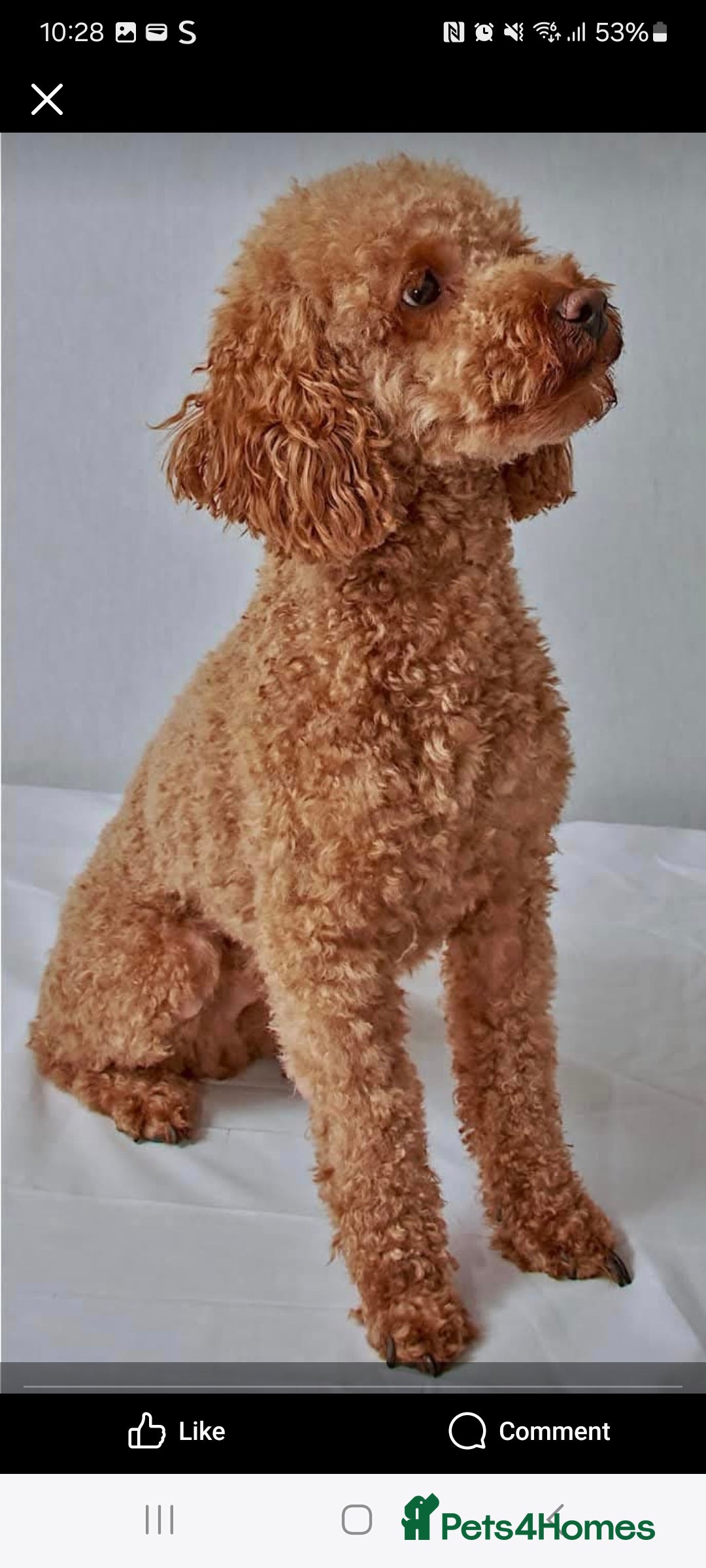 Cockapoo dogs for sale: Cockapoo  - Image 9