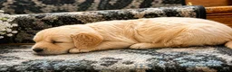 Golden Retriever dogs for sale: Available from Setember Golden Retrievers  - Advert 8