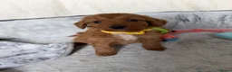 Cockapoo dogs for sale: 🐾BEAUTIFUL F1 COCKERPOOS REGISTERED BREEDER 🐾 - Advert 17