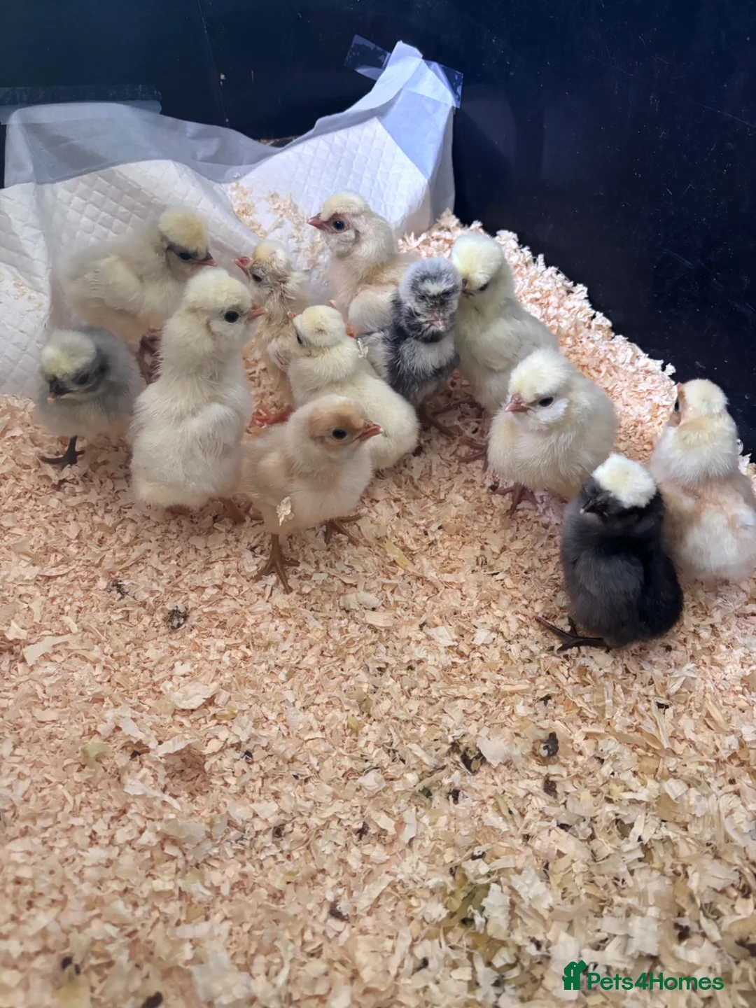 Chickens poultry for sale: Polish Bantam chicks in Lutterworth - Advert 4
