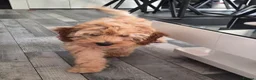 Cockapoo dogs for sale: Dog for sale in Haywards Heath - Advert 6