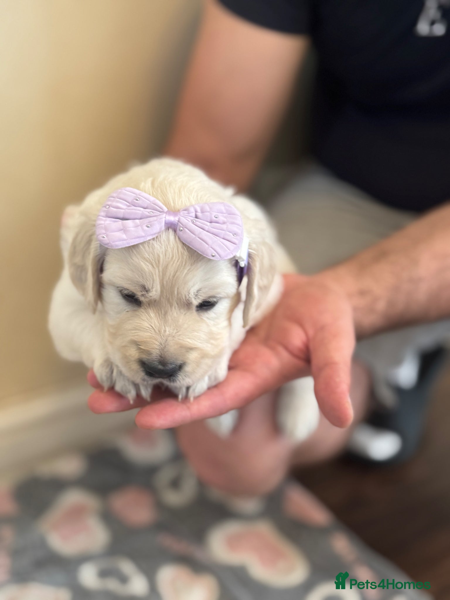 Golden Retriever dogs Beautiful Golden Retriever puppies - Advert 1