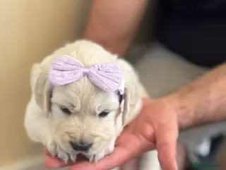 Golden Retriever dogs Beautiful Golden Retriever puppies - Advert 1
