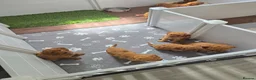Cavapoo dogs for sale: MiniatureF1B💥DNAHealthTestedParents💥FamilyRaised - Advert 16
