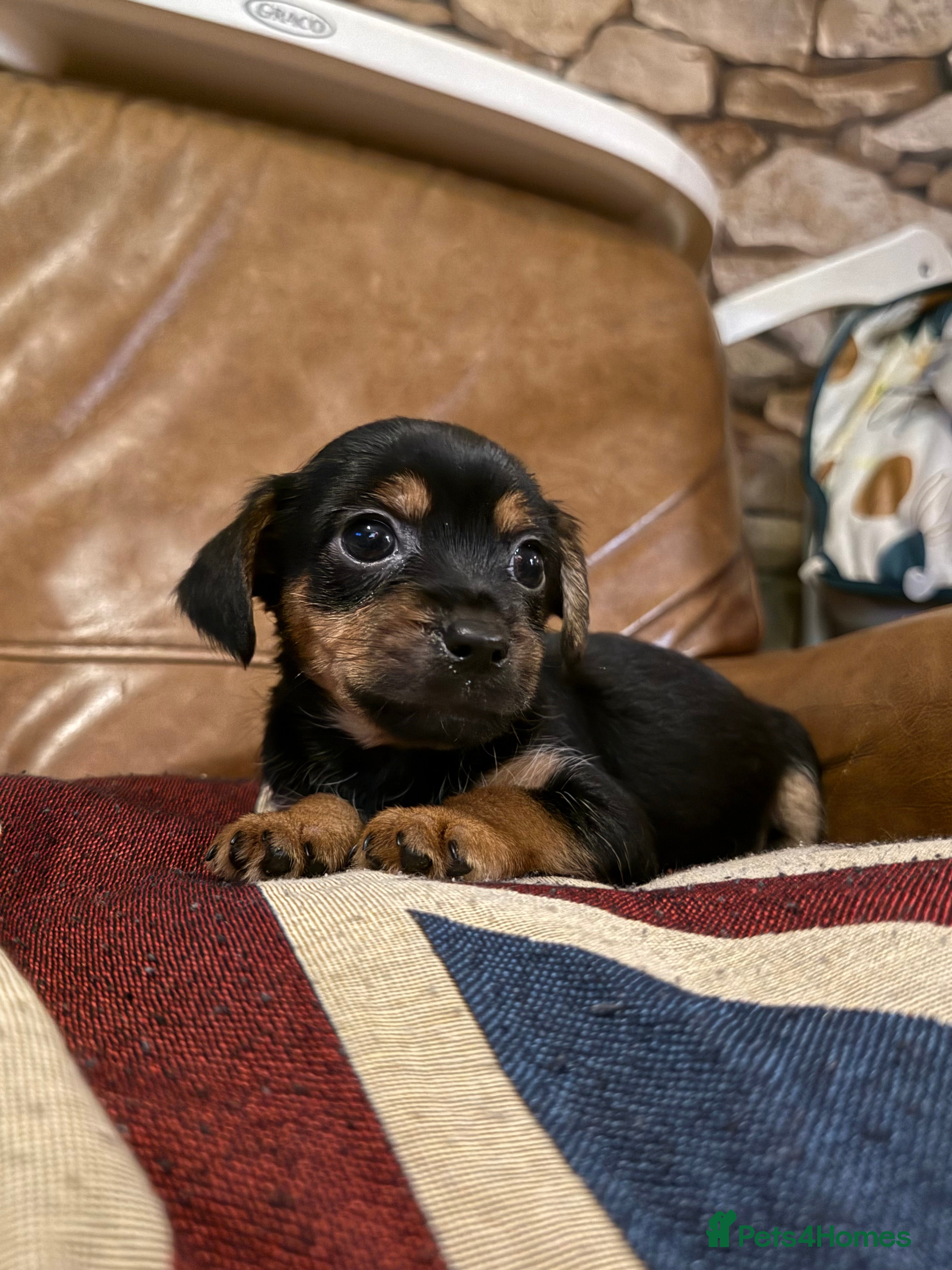 Jack Russell dogs Gorgeous Jack Russel Puppies Ready 8th of March - Advert 12