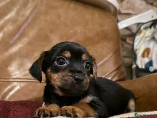 Jack Russell dogs Gorgeous Jack Russel Puppies Ready 8th of March - Advert 12