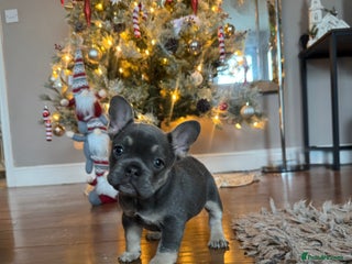 French Bulldog dogs One Female French bulldog - Advert 10