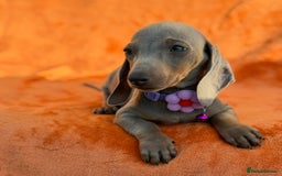 Miniature Dachshund dogs for sale: KC Reg Miniature Dachshund Puppies  - Image 10