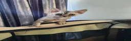 Devon Rex cats for sale: Two Devon Rex kittens for sale!!! - Advert 18