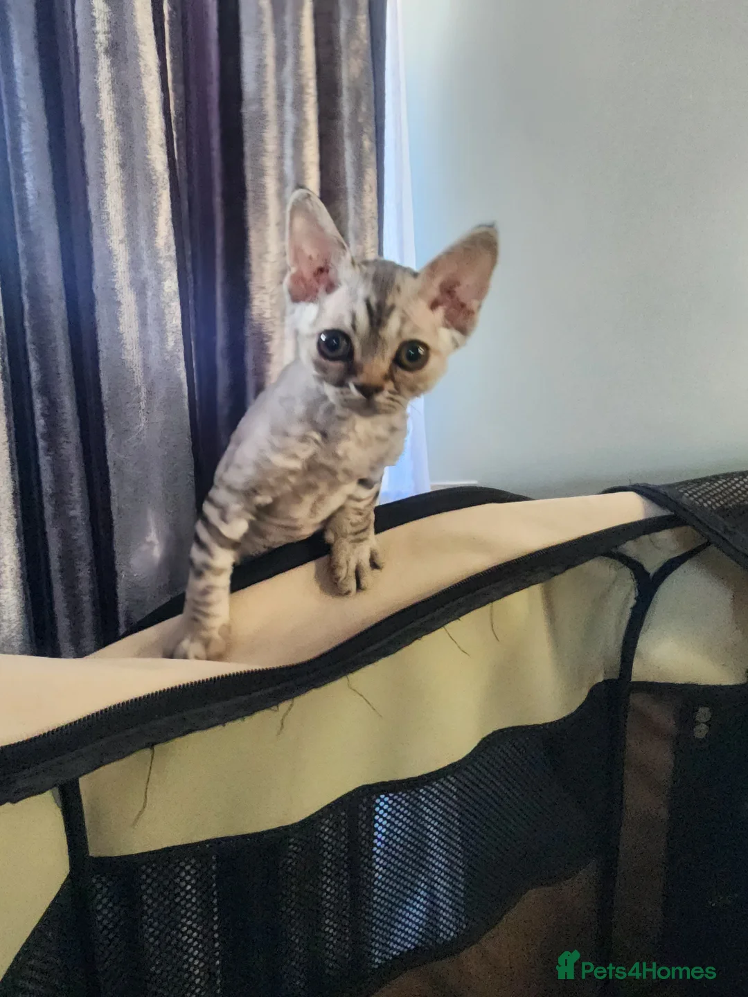 Devon Rex cats for sale: Devon Rex kitten for sale!!!Silver female. - Advert 1