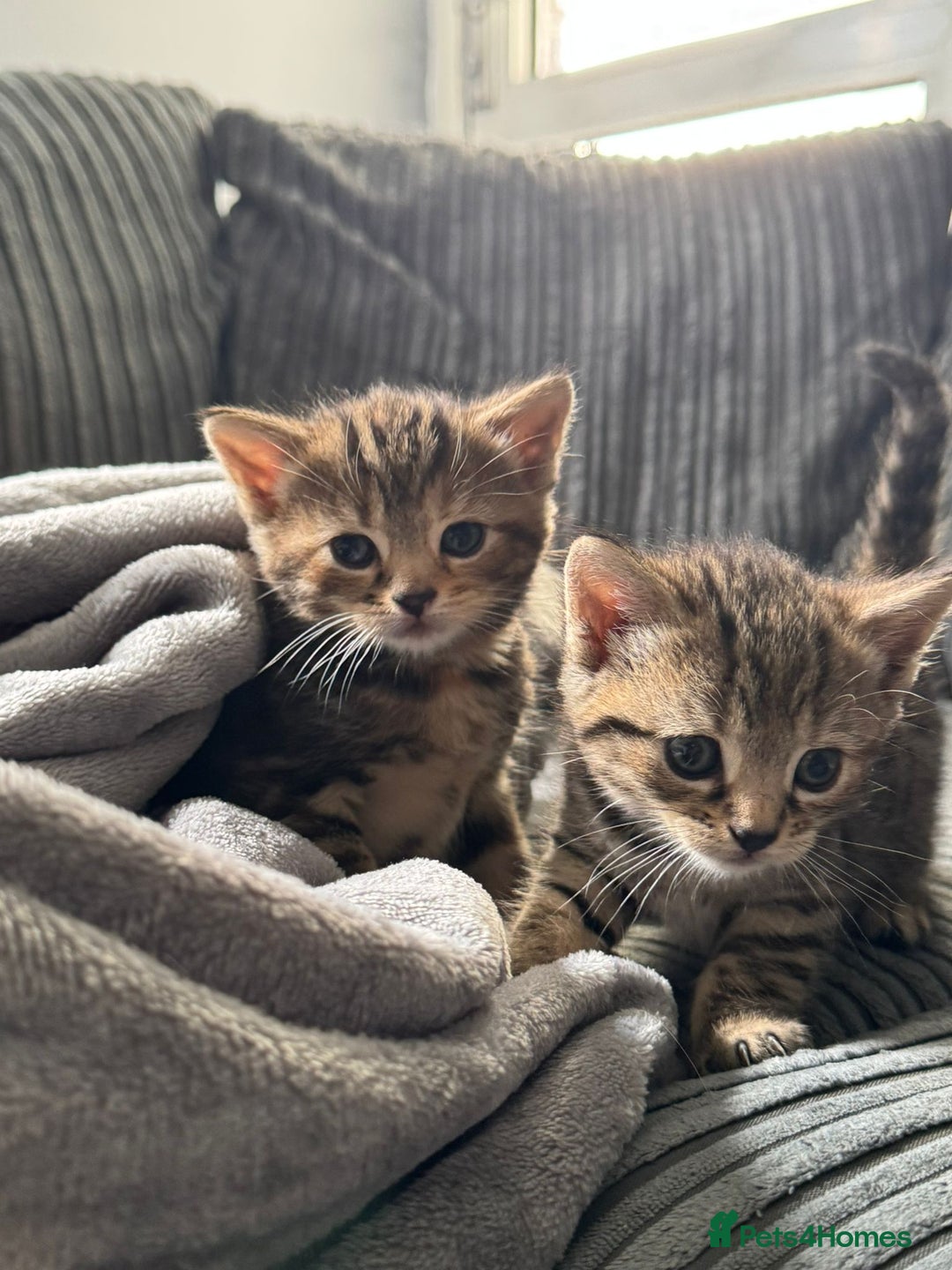 American Bobtail cats for sale: American bobtail / tortoise shell - Image 2