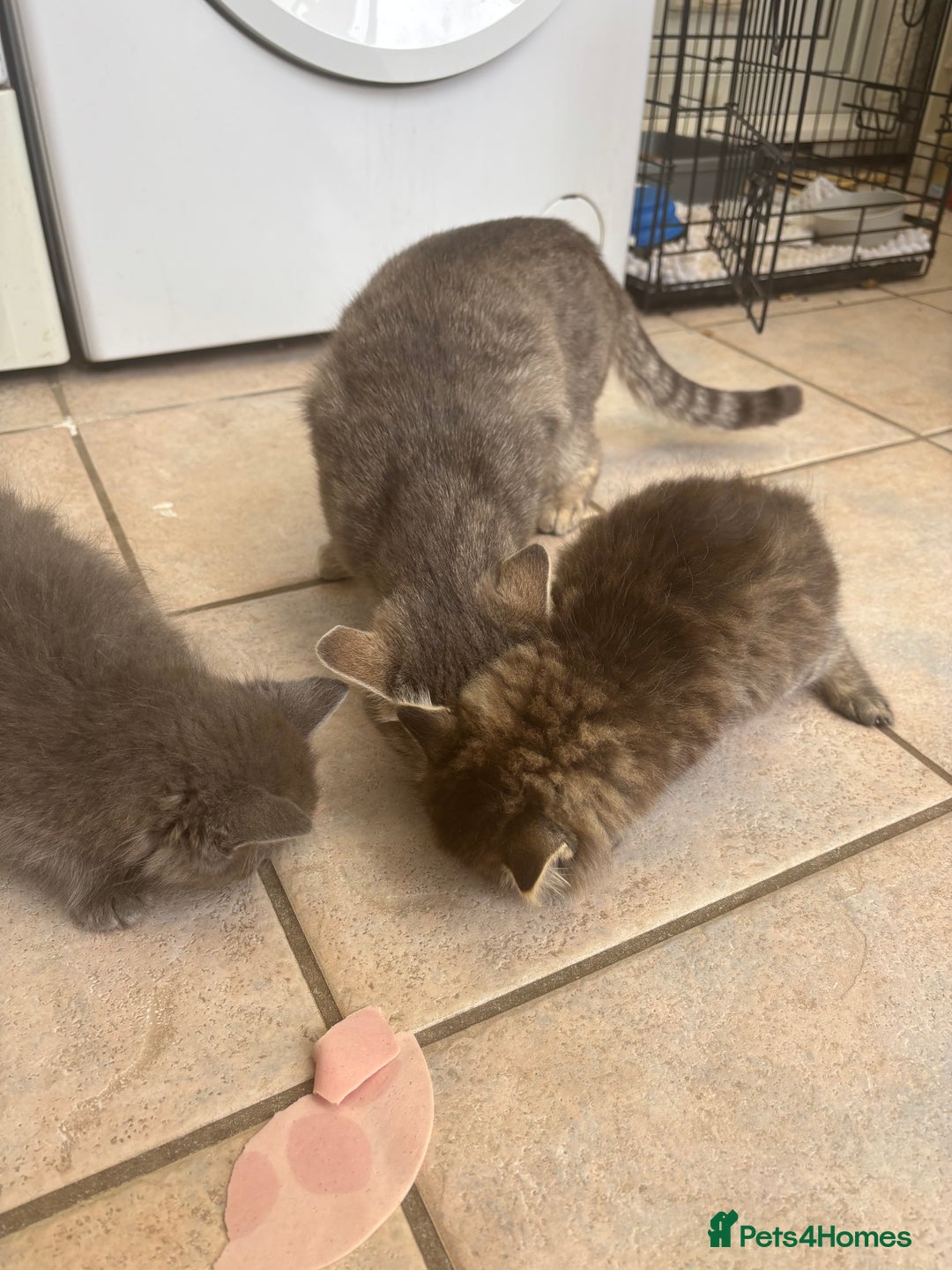 Mixed Breed cats for sale: 2 beautiful kittens  in Clevedon - Image 5
