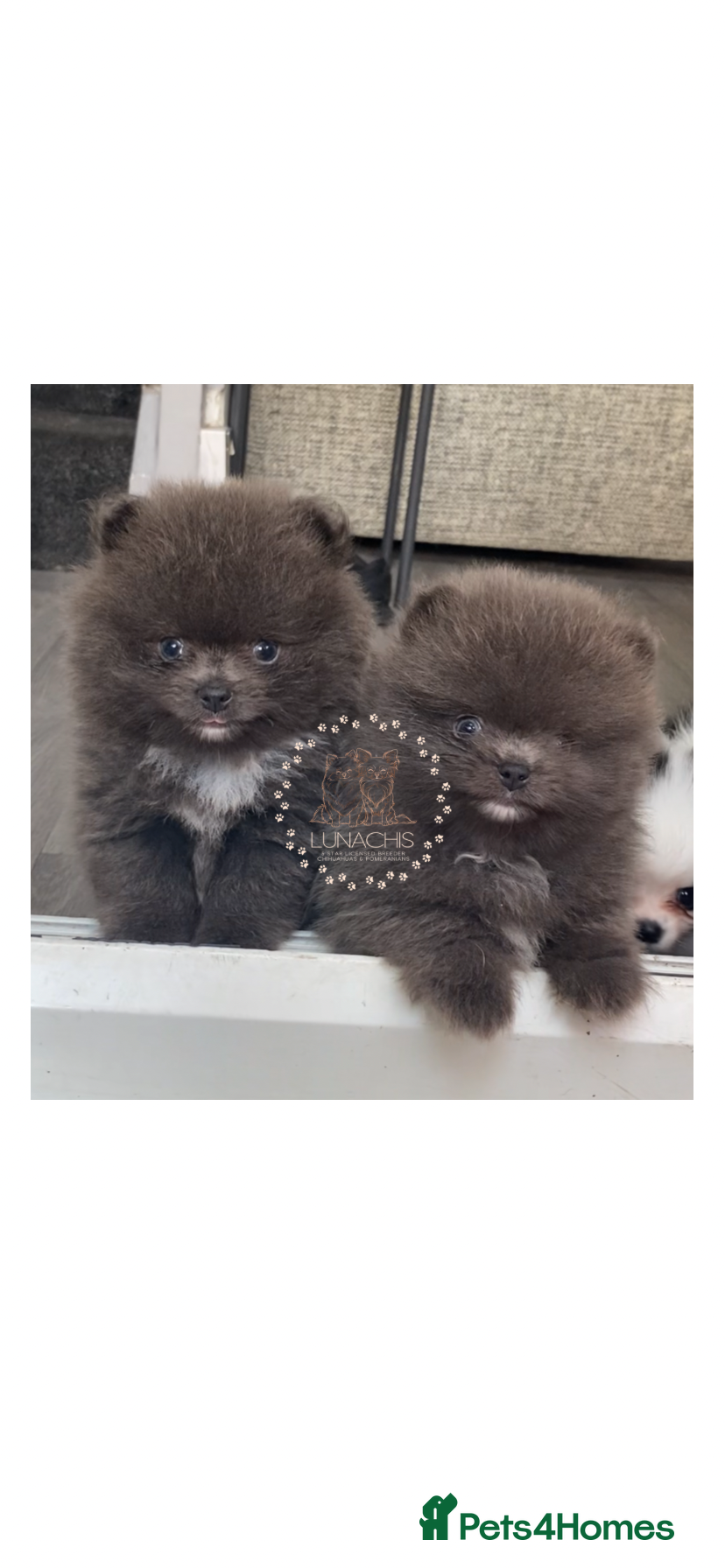 Pomeranian dogs Stunning Pomeranian puppies - Advert 4