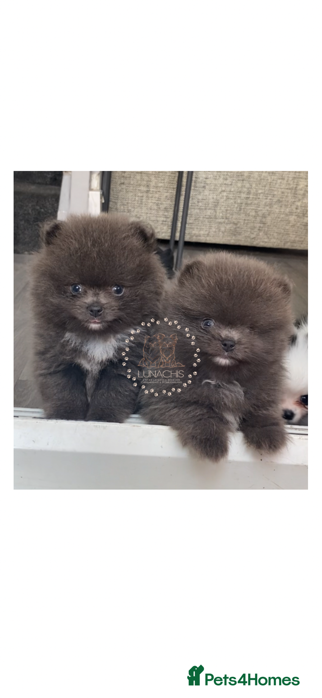 Pomeranian dogs for sale: Stunning Pomeranian puppies - Advert 1