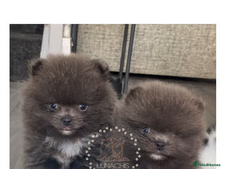 Pomeranian dogs Stunning Pomeranian puppies - Advert 11