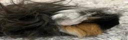 Guinea Pig rodents for sale: Lunkarya - Advert 8