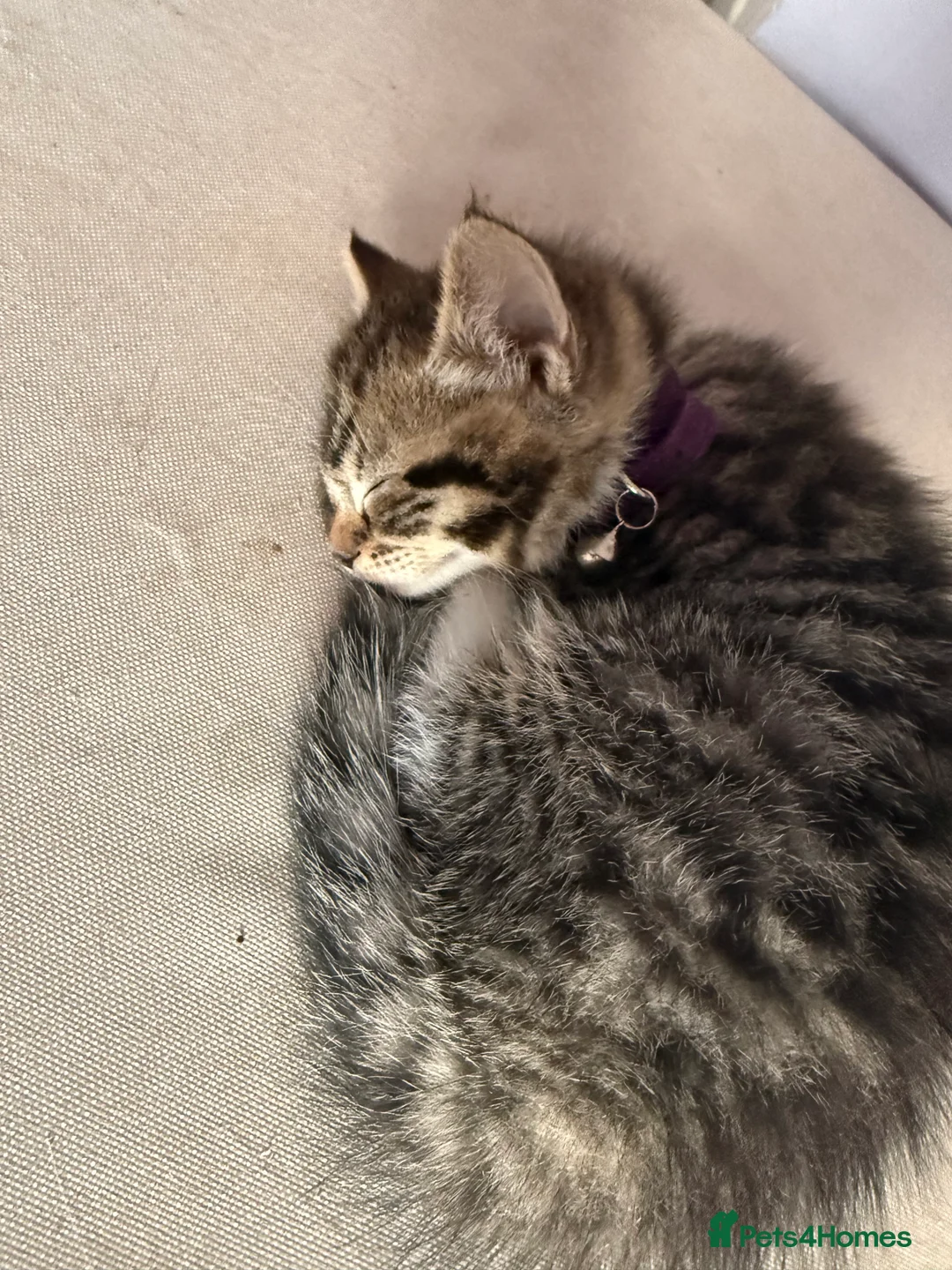 British Shorthair cats for sale: UNIQUE BRITISH SHORT HAIRS  - Advert 3