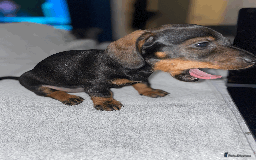 Miniature Dachshund dogs for sale: 🧬 🐶 Beautiful miniature dachshunds 🐶 🧬  - Image 10