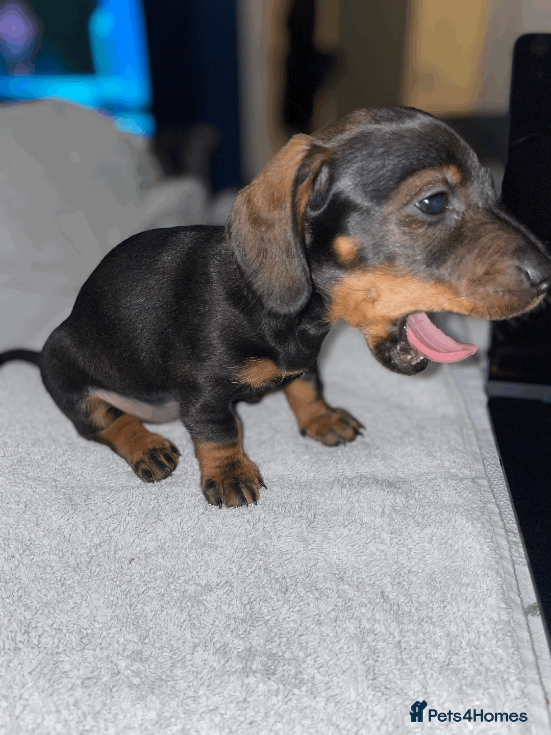 Miniature Dachshund dogs for sale: 🧬 🐶 Beautiful miniature dachshunds 🐶 🧬  - Image 10