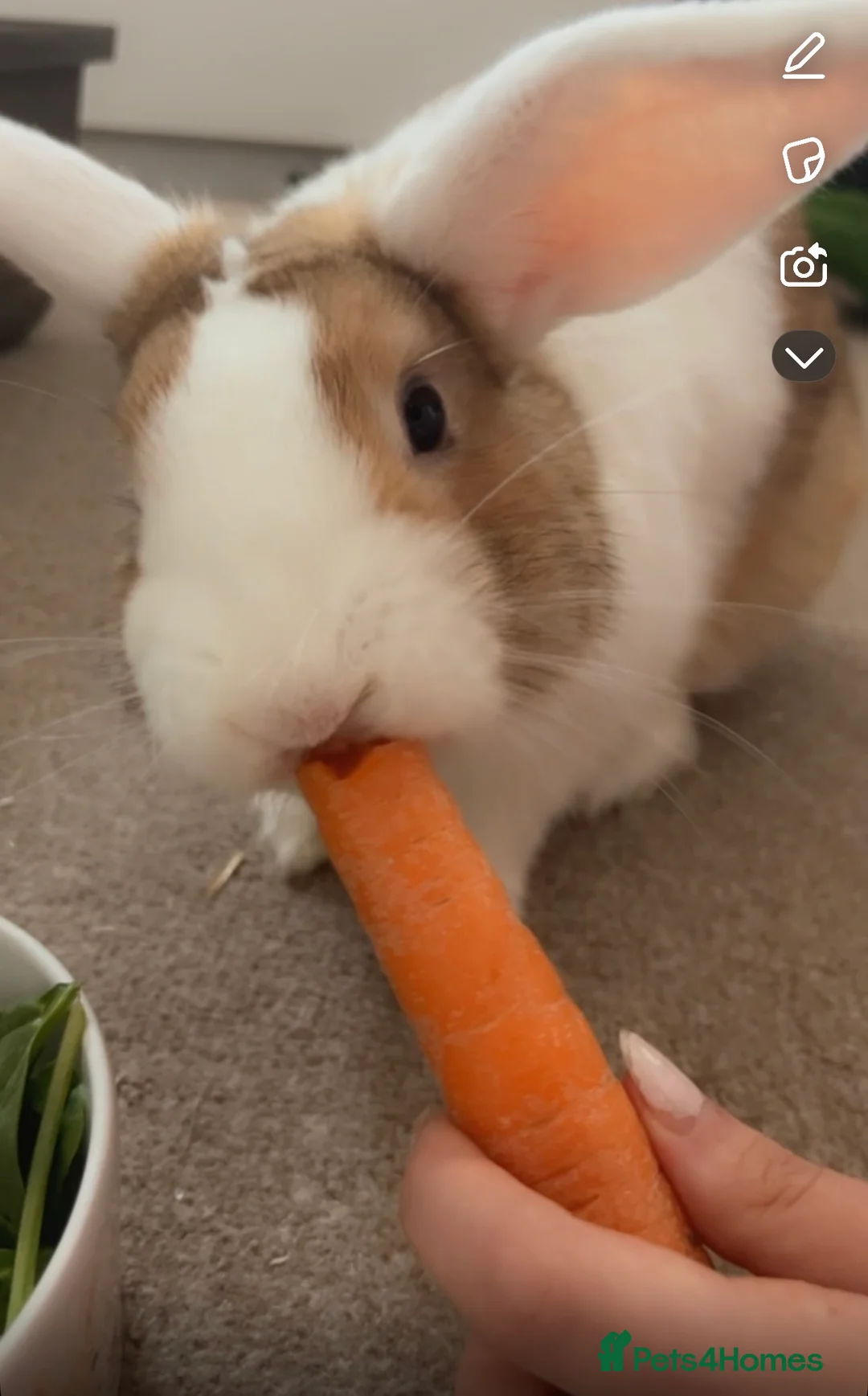 English Lop rabbits for sale: Lop Rabbit for Sale – Nearly 4 Years Old  - Advert 2