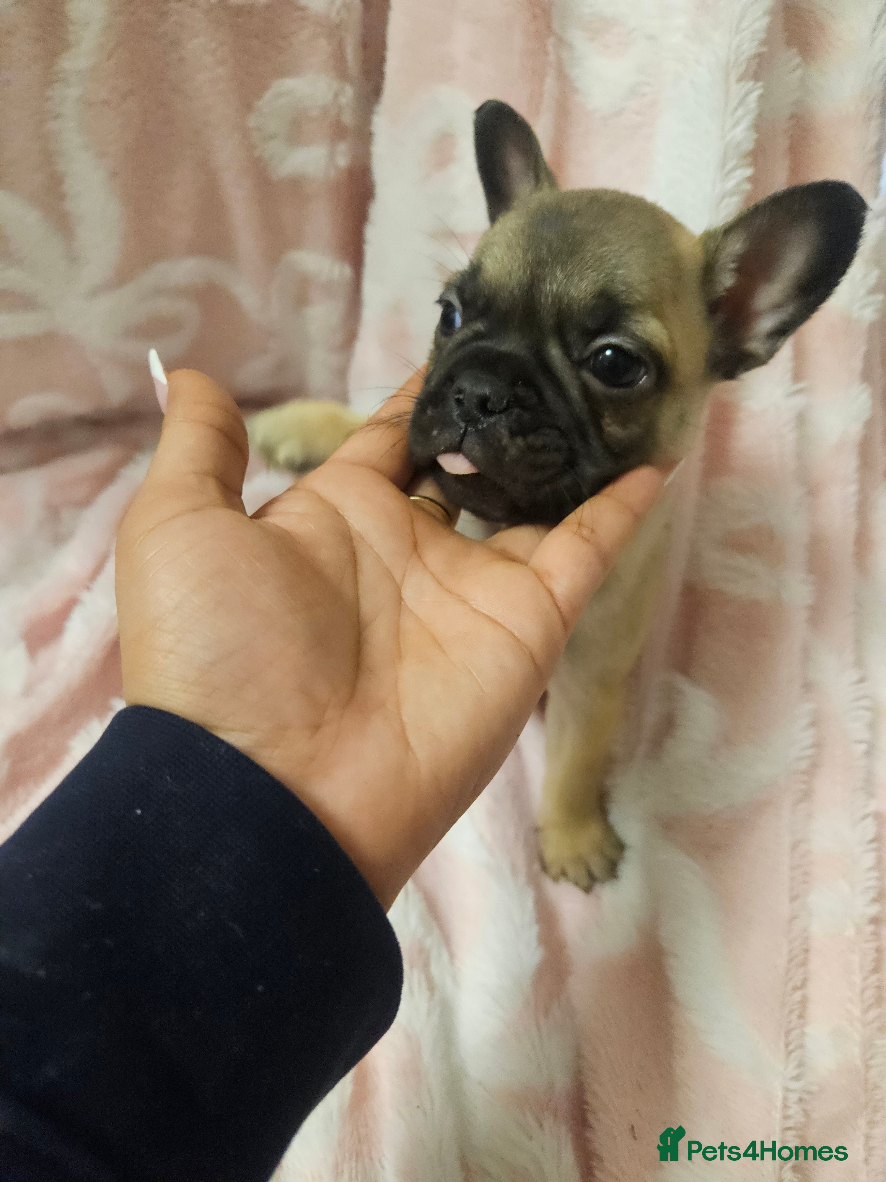 French Bulldog dogs   HIGH DNA FOR THE LOW ££ BR frenchie boys - Advert 4
