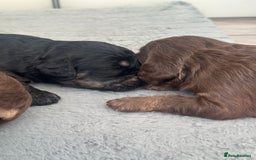 Cavapoo dogs for sale: Cute Cavapoo Puppies Ready for Loving Homes!  - Image 3