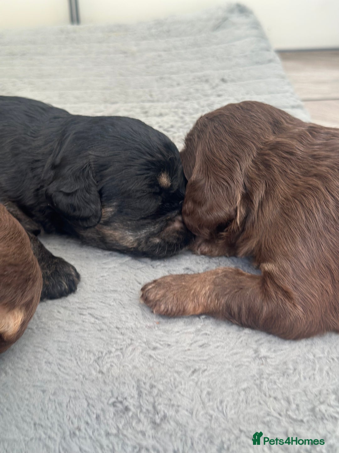 Cavapoo dogs for sale: Cute Cavapoo Puppies Ready for Loving Homes!  - Image 3