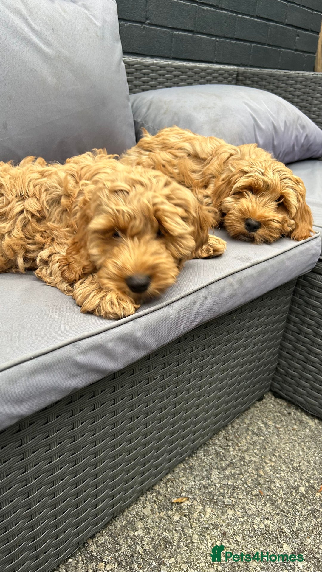 Cockapoo dogs for sale: Cockapoo  - Image 1