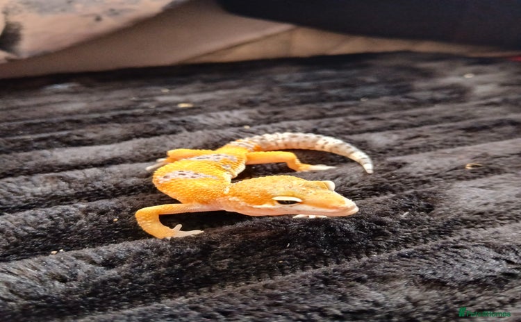Leopard Gecko reptiles in Rochester - Advert 2
