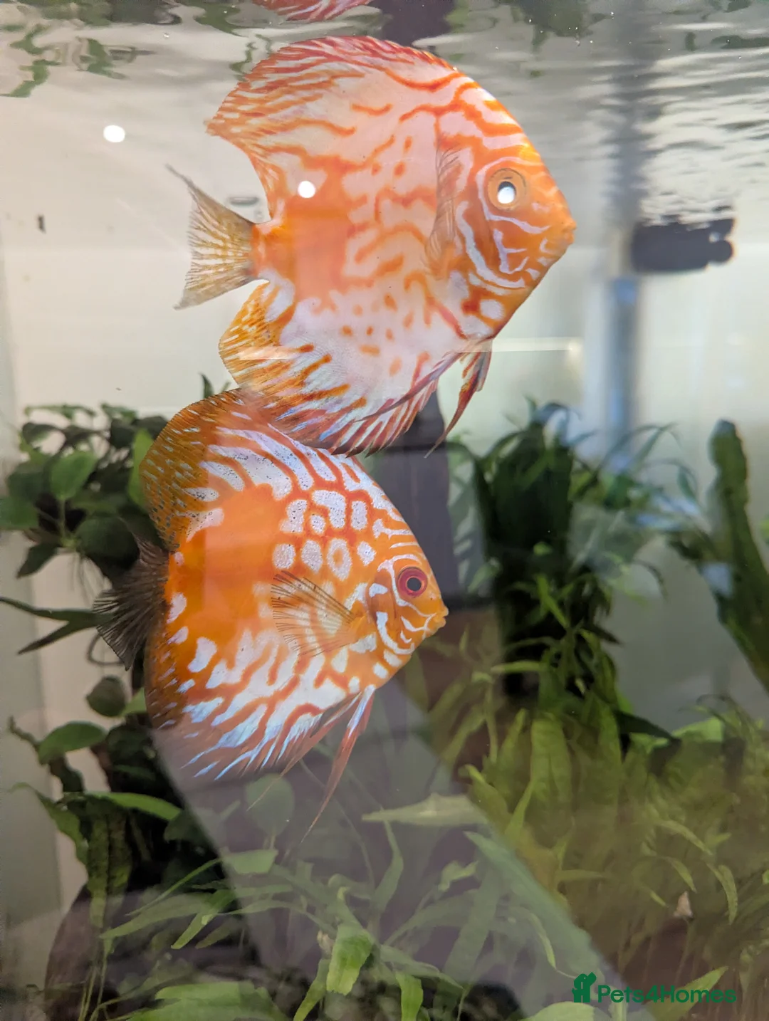 Discus fish for sale: 3 Discus Fish  - Advert 2