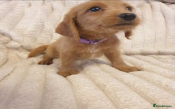Labradoodle dogs for sale: ONLY 4 GIRLS LEFT F1 miniature labradoodles - Image 29