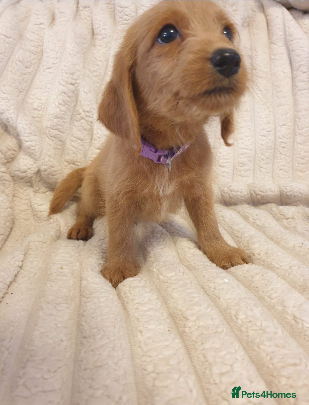 Labradoodle dogs for sale: ONLY 4 GIRLS LEFT F1 miniature labradoodles - Image 29