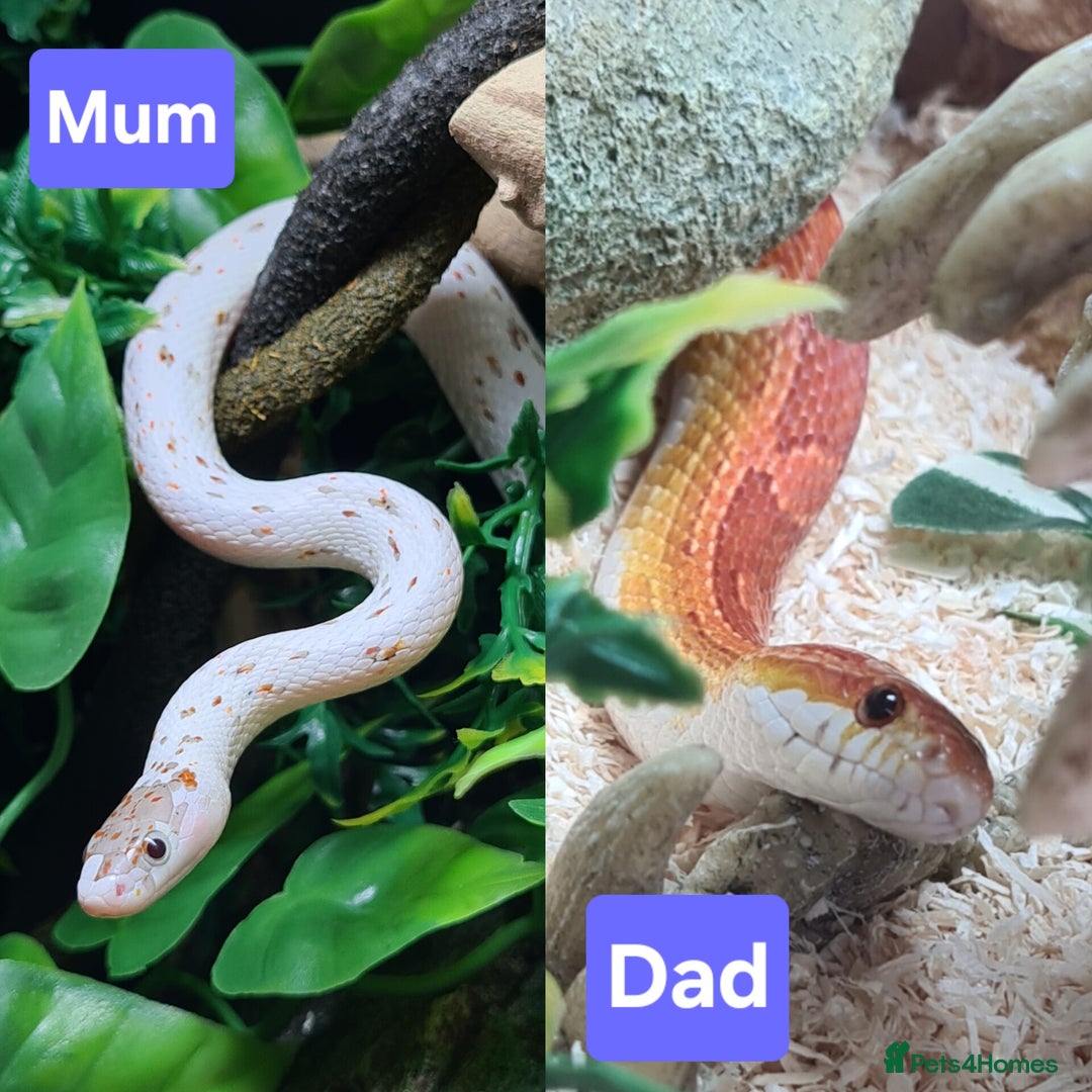 Corn Snake reptiles for sale: Palmetto and wildtype corn snakes available - Advert 2